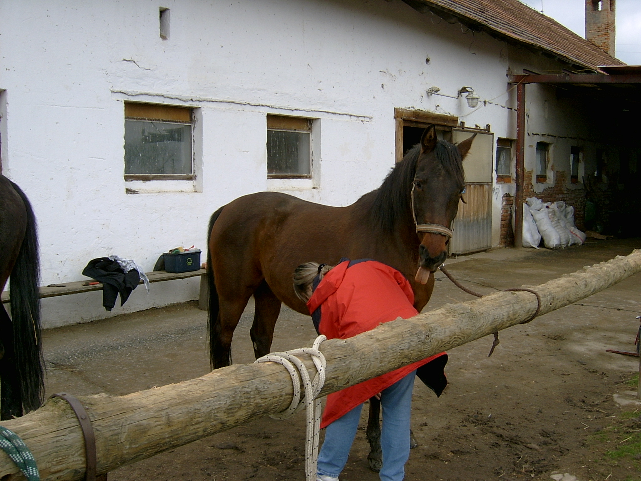 koně Ohrobec (4)
