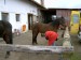 koně Ohrobec (3)